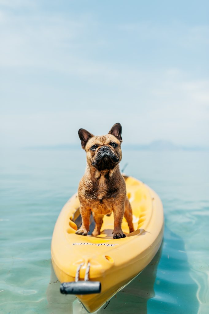 Perro en kayak